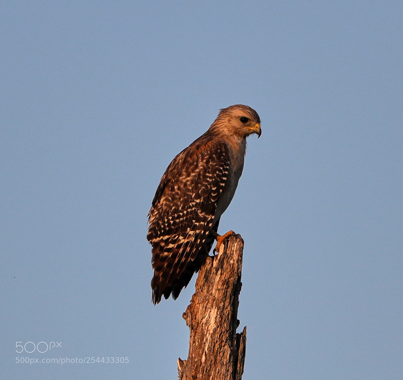 Canon EOS-1D X Mark II sample photo. 04-20-18-0013897.jpg photography