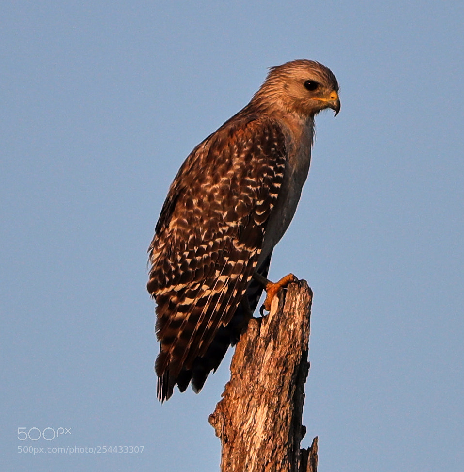 Canon EOS-1D X Mark II sample photo. 04-20-18-0013896.jpg photography