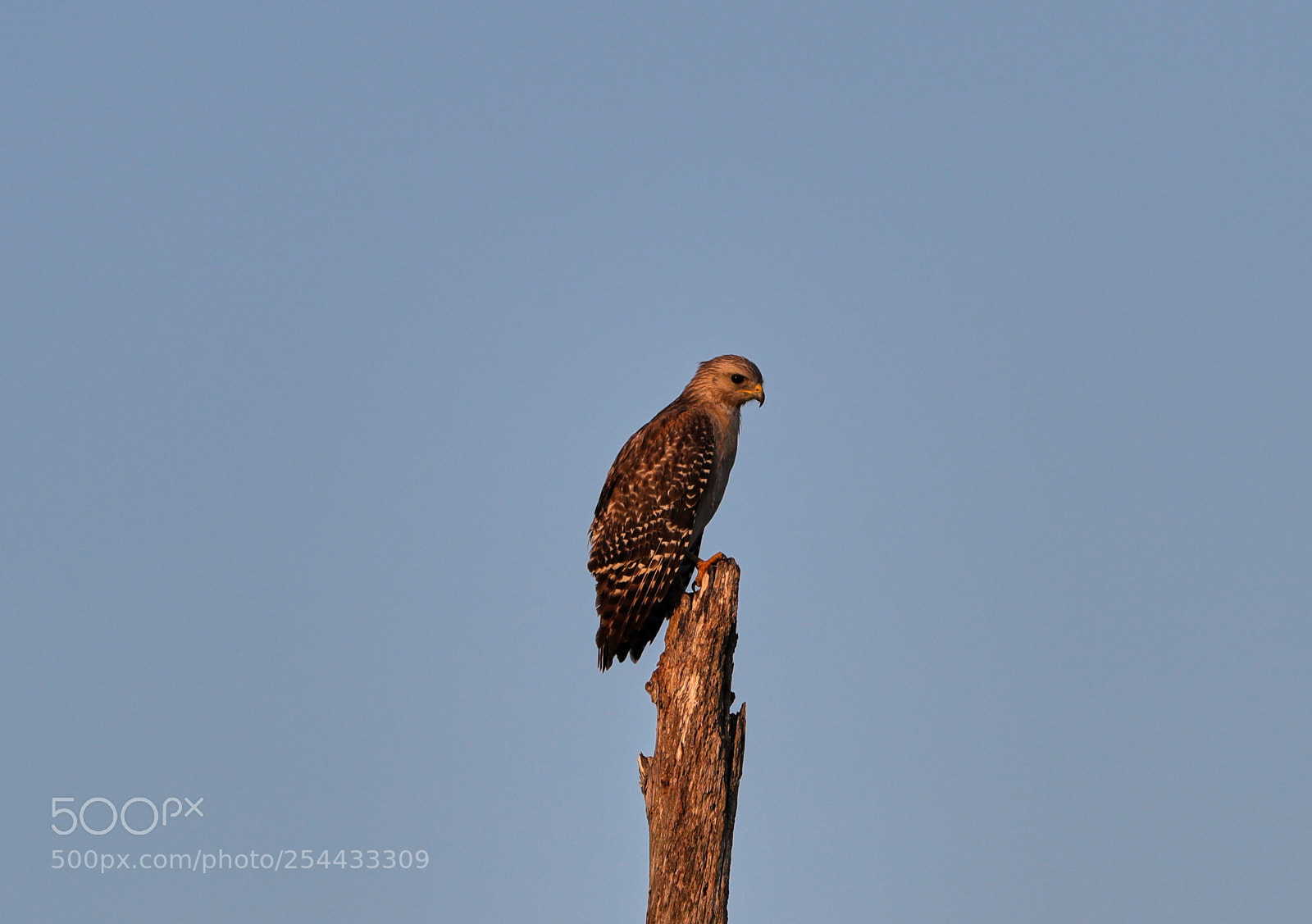 Canon EOS-1D X Mark II sample photo. 04-20-18-0013895.jpg photography