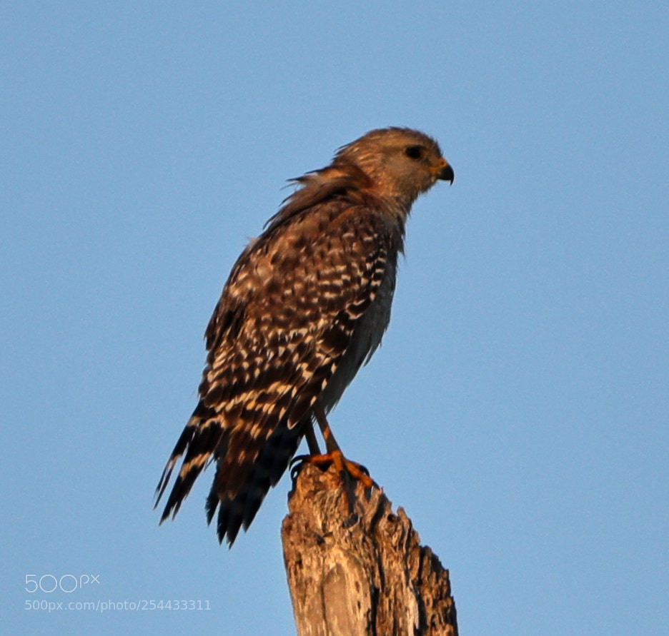 Canon EOS-1D X Mark II sample photo. 04-20-18-0013894.jpg photography