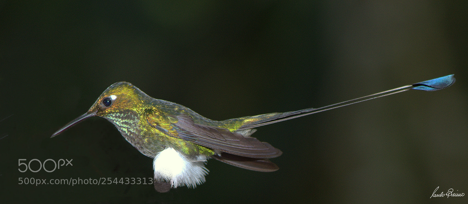 Nikon D600 sample photo. Rackett-tail resting photography