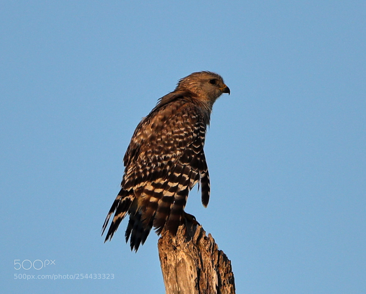 Canon EOS-1D X Mark II sample photo. 04-20-18-0013893.jpg photography