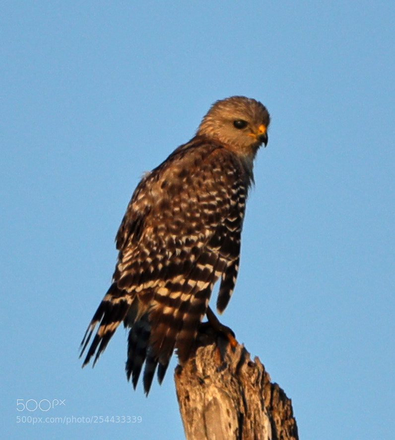 Canon EOS-1D X Mark II sample photo. 04-20-18-0013892.jpg photography