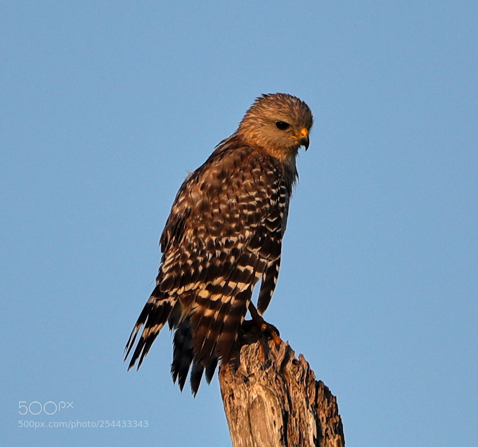 Canon EOS-1D X Mark II sample photo. 04-20-18-0013891.jpg photography