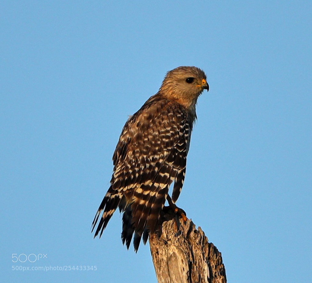 Canon EOS-1D X Mark II sample photo. 04-20-18-0013890.jpg photography