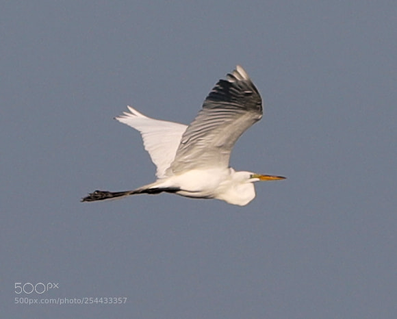 Canon EOS-1D X Mark II sample photo. 04-20-18-0013710.jpg photography