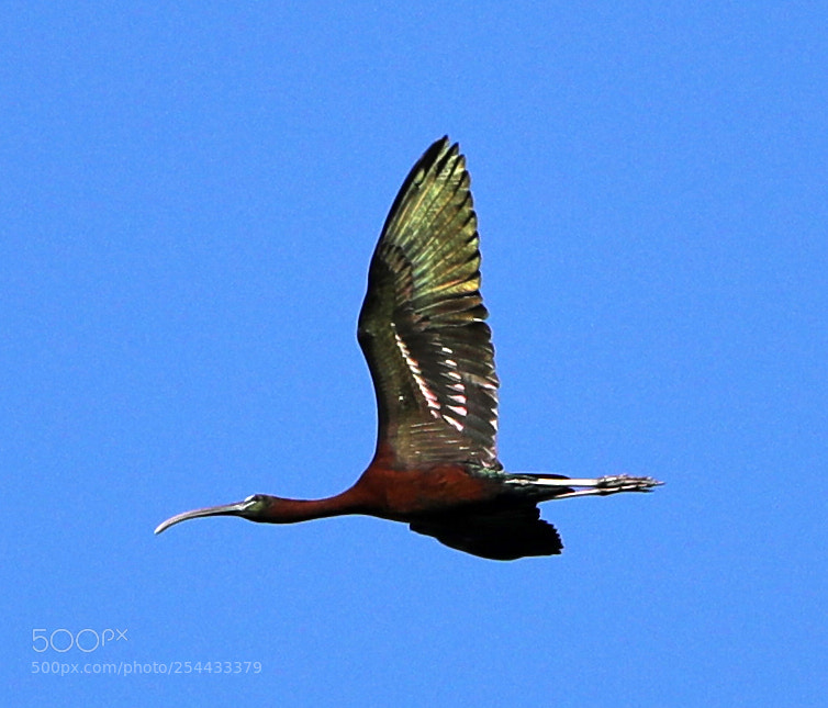 Canon EOS-1D X Mark II sample photo. 04-20-18-0013709.jpg photography