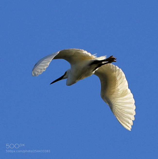 Canon EOS-1D X Mark II sample photo. 04-20-18-0013708.jpg photography