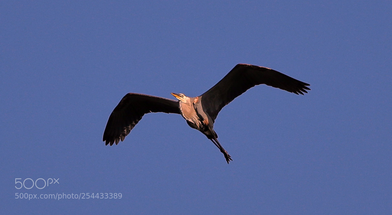 Canon EOS-1D X Mark II sample photo. 04-20-18-0013704.jpg photography