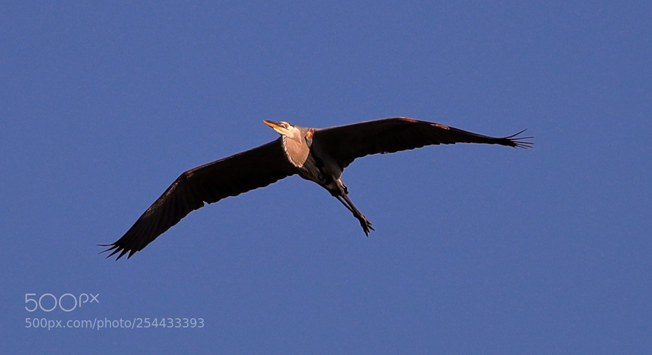 Canon EOS-1D X Mark II sample photo. 04-20-18-0013703.jpg photography