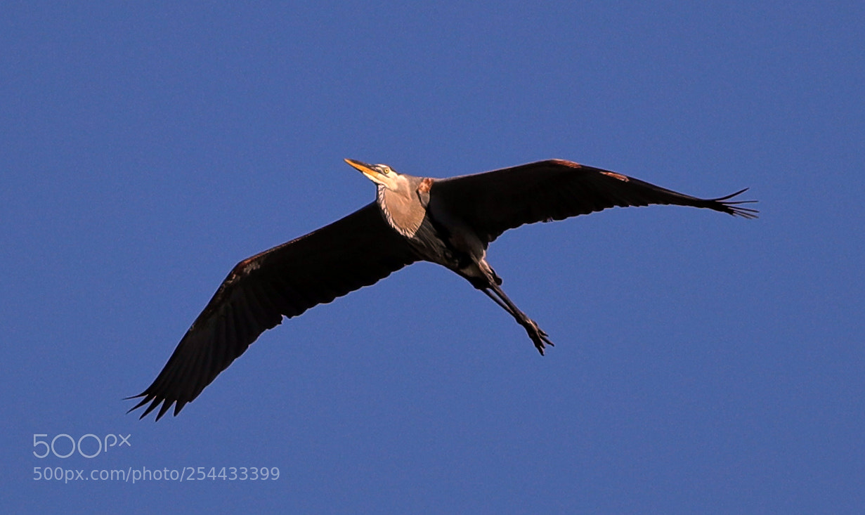 Canon EOS-1D X Mark II sample photo. 04-20-18-0013702.jpg photography