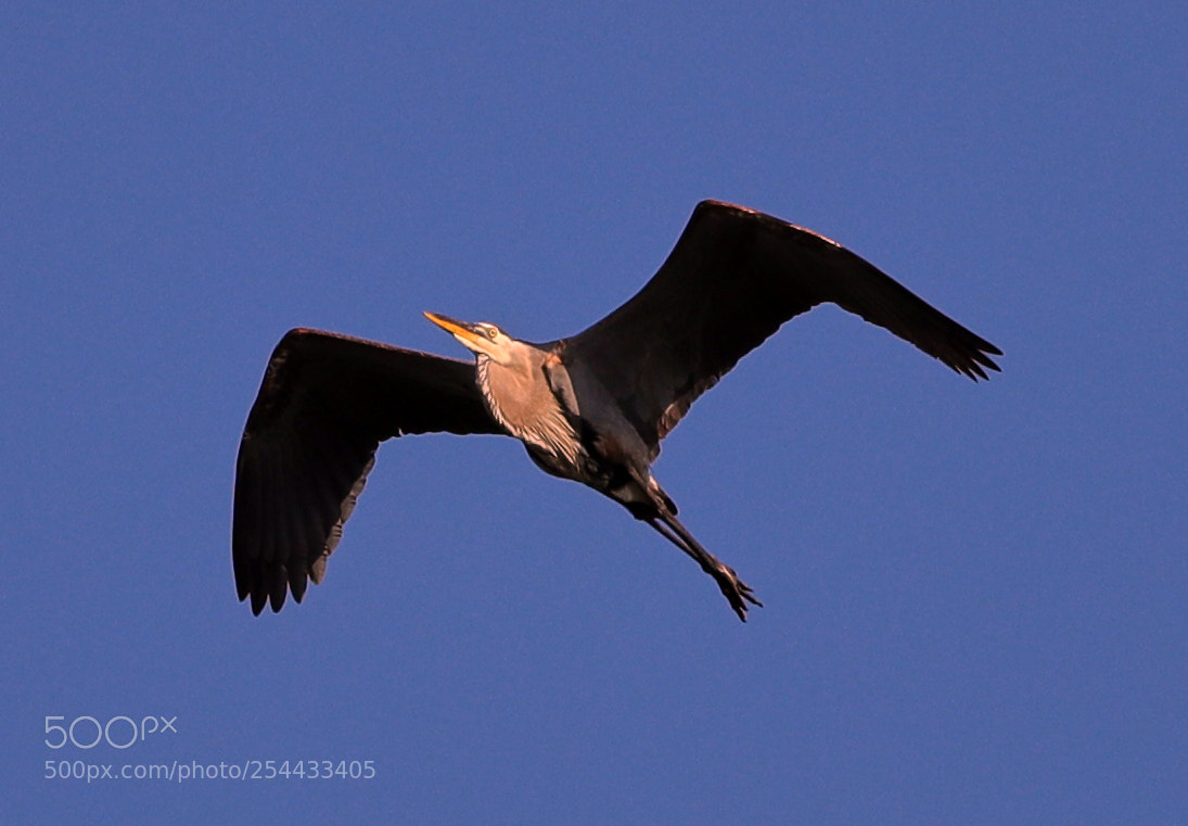 Canon EOS-1D X Mark II sample photo. 04-20-18-0013701.jpg photography