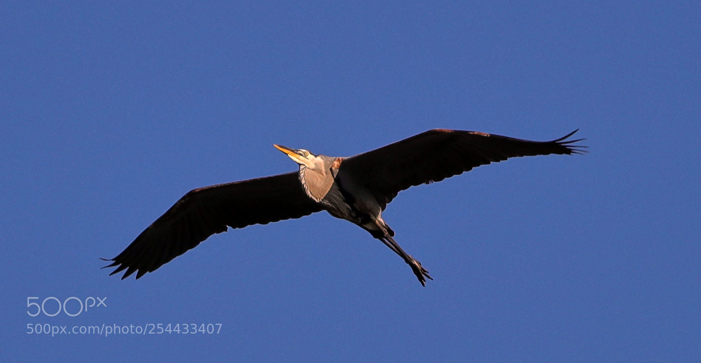 Canon EOS-1D X Mark II sample photo. 04-20-18-0013700.jpg photography