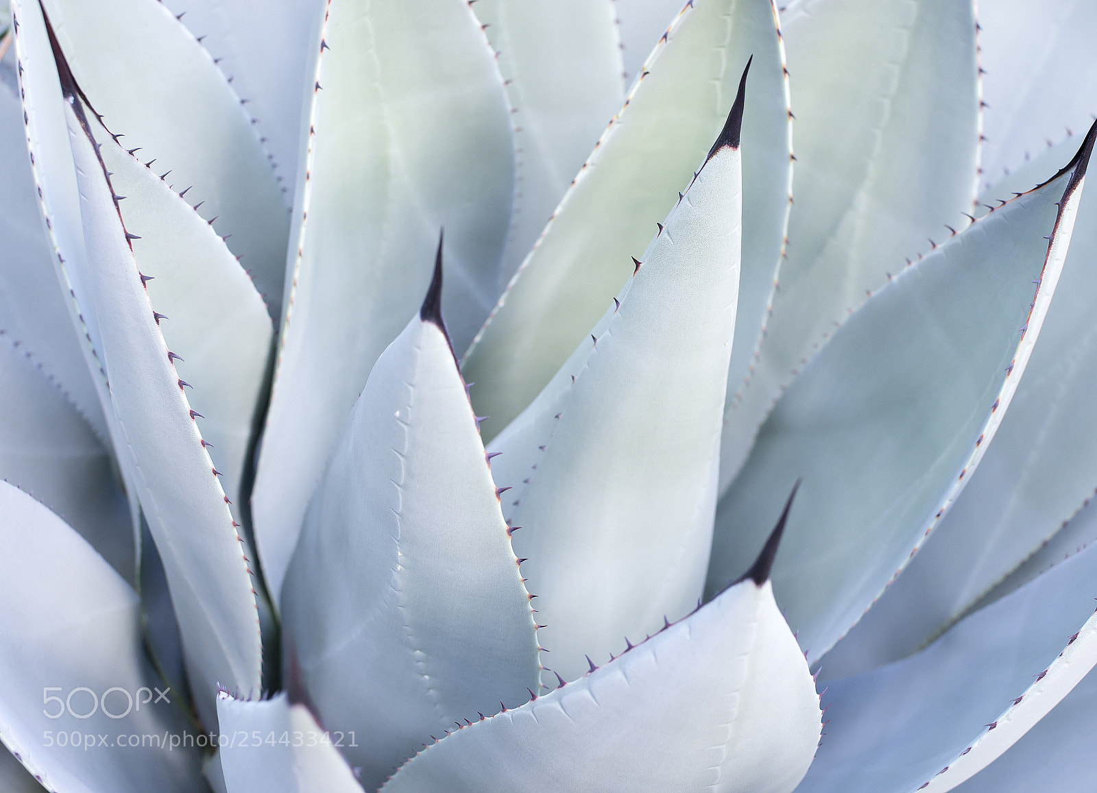 Nikon D7100 sample photo. Decorative leaves on aloe photography