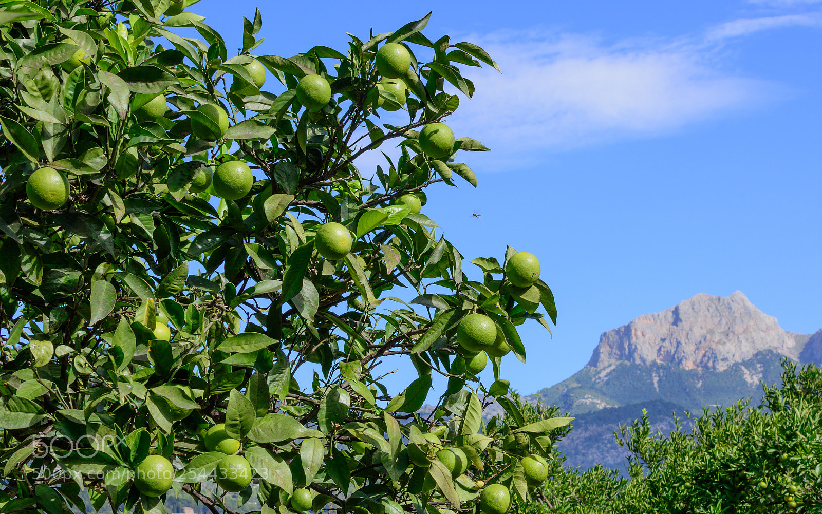 Nikon D7100 sample photo. Green oranges ripening on photography