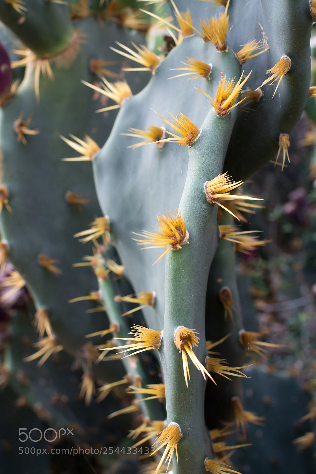Nikon D7100 sample photo. Cactus thorns photography