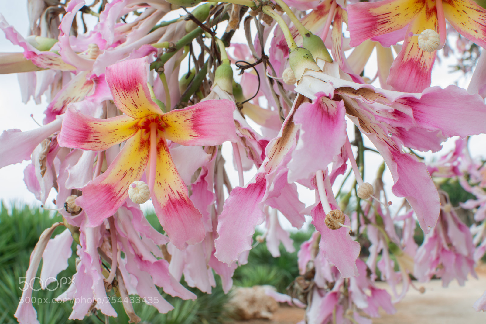 Nikon D7100 sample photo. Tropical pink flowers photography