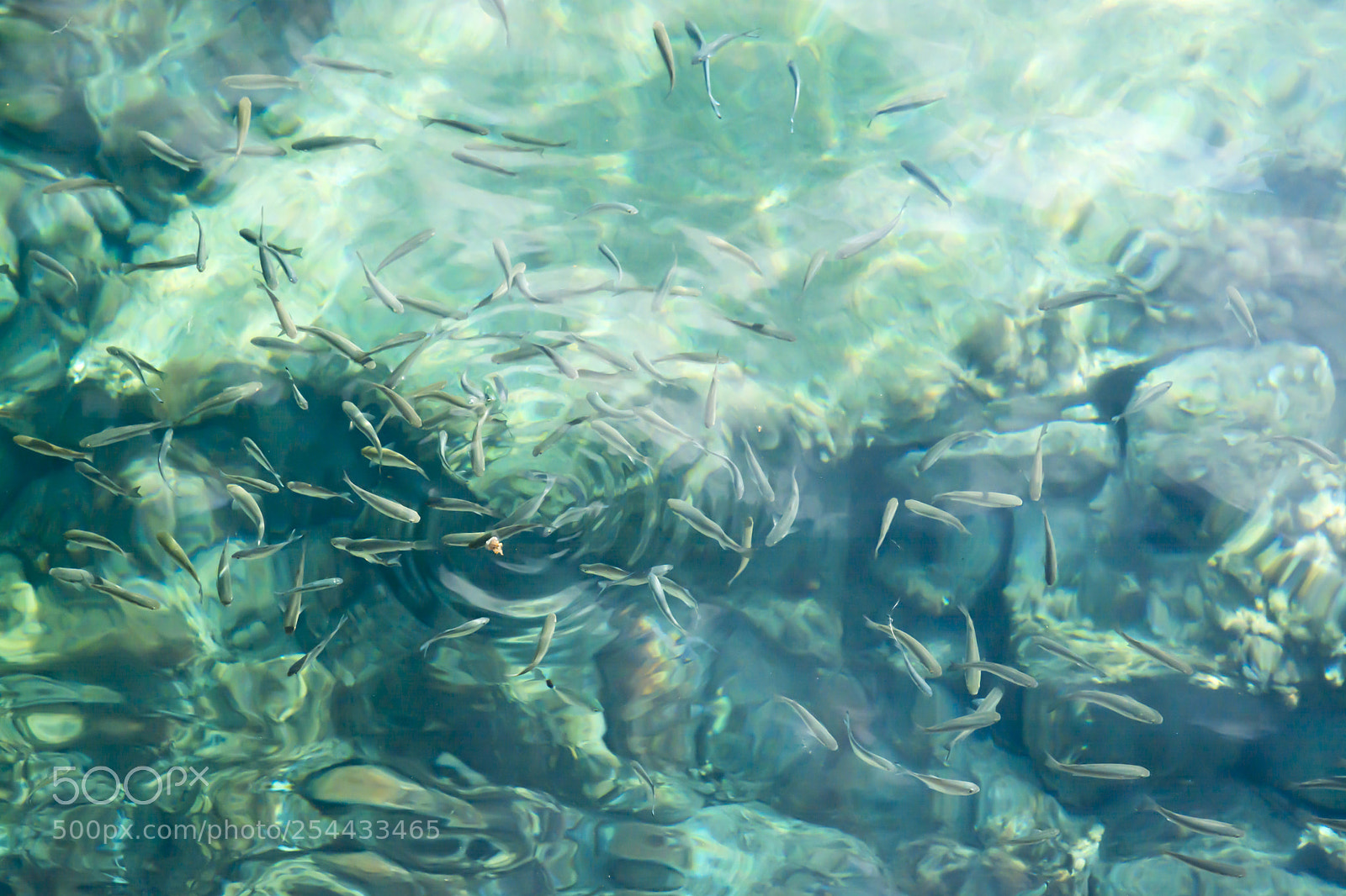 Nikon D7100 sample photo. Fish bait photography