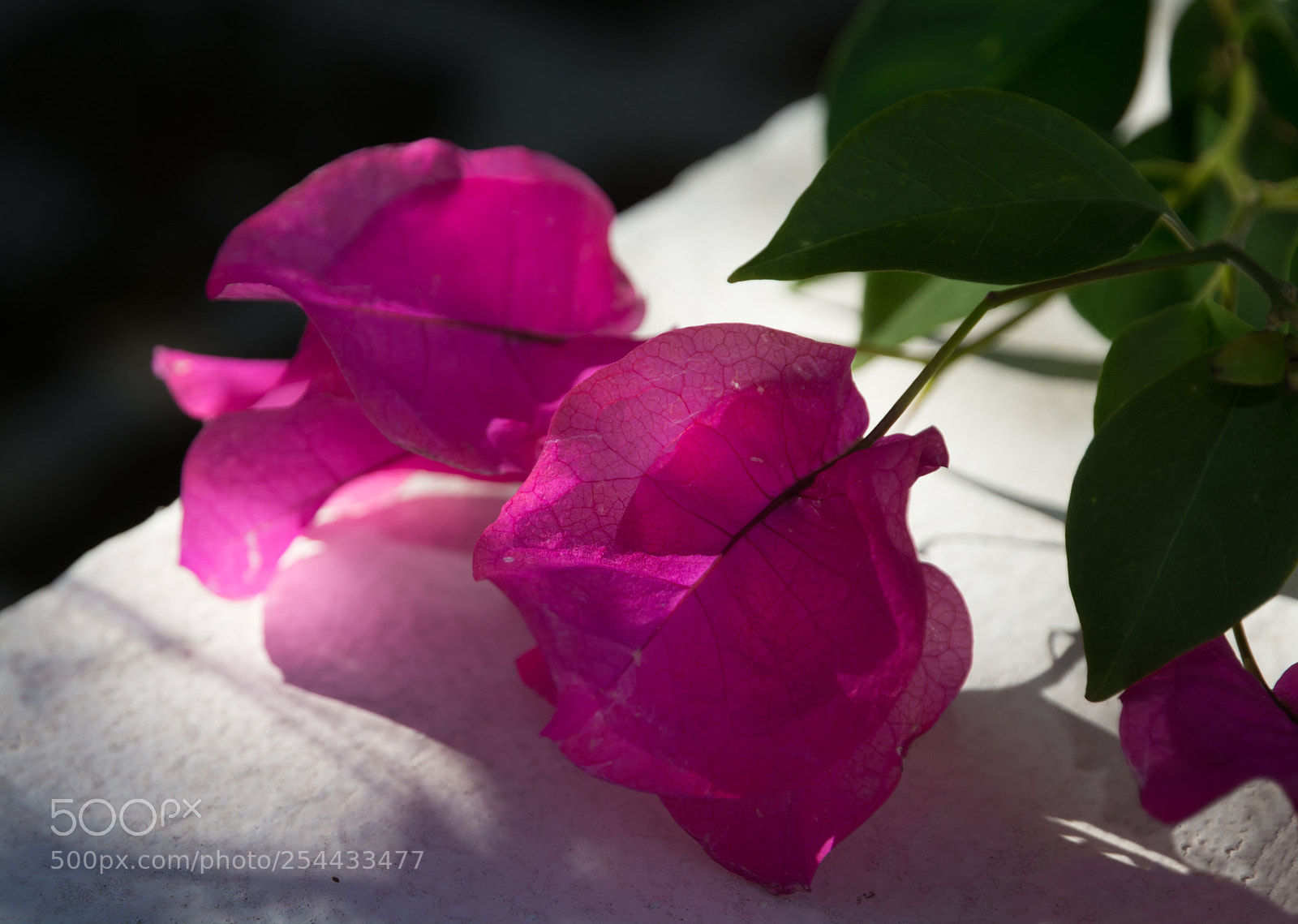 Nikon D7100 sample photo. Bougainvillea photography