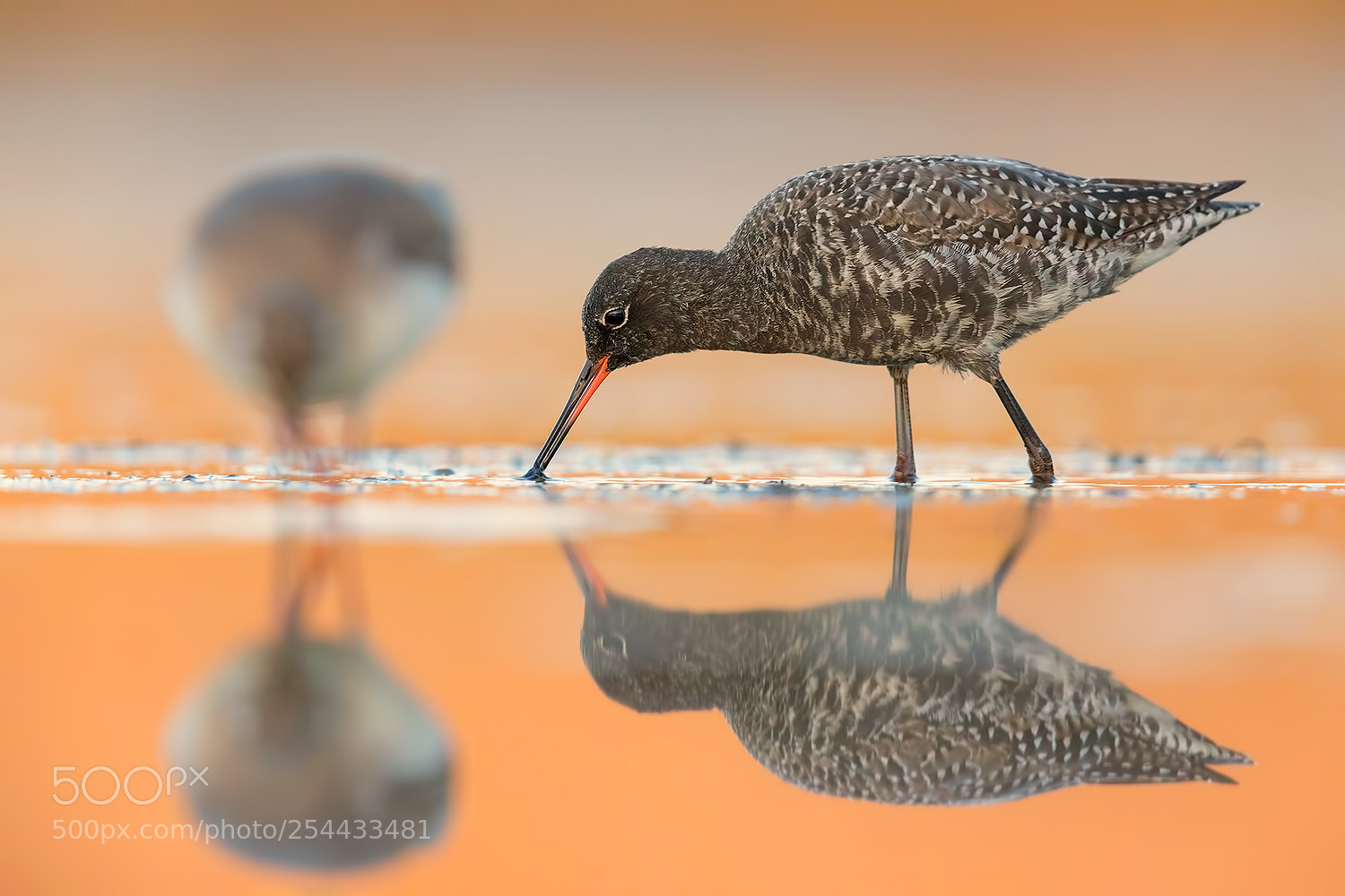 Canon EOS 5D Mark IV sample photo. Spotted redshank dawn photography