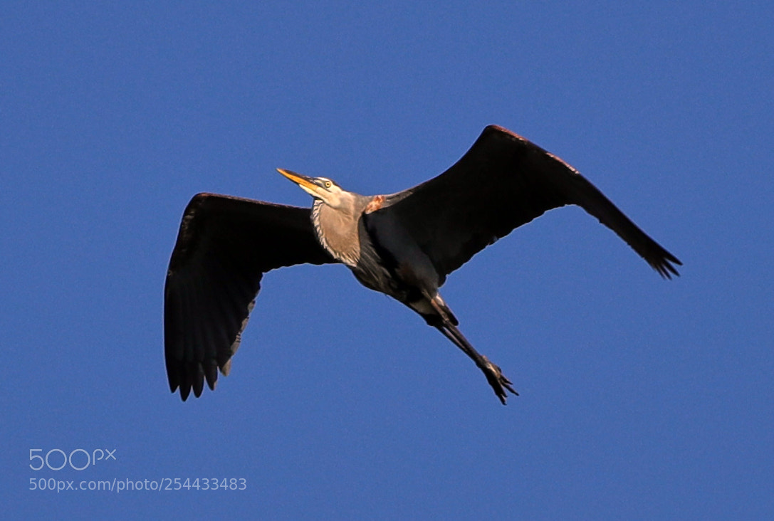 Canon EOS-1D X Mark II sample photo. 04-20-18-0013699.jpg photography