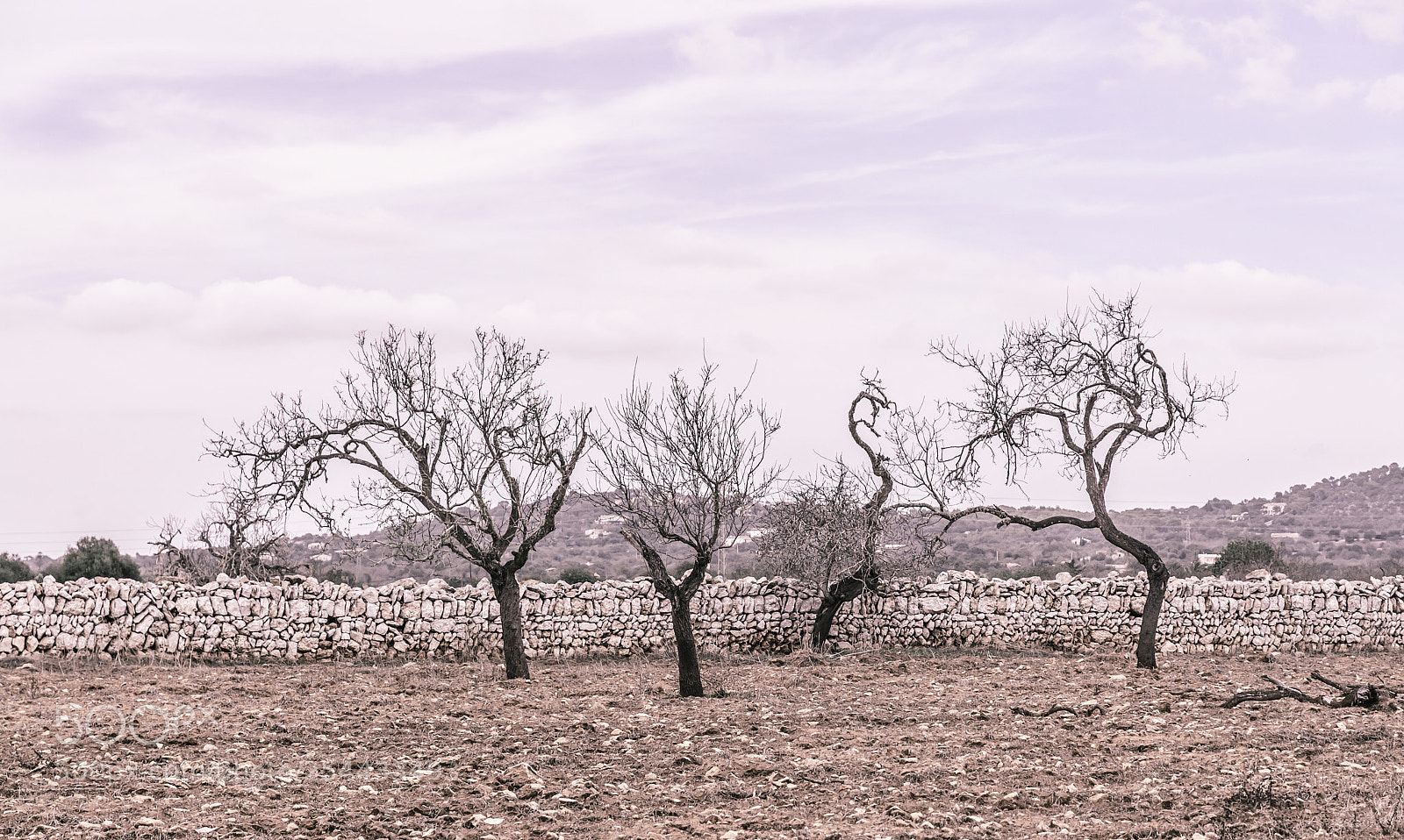 Nikon D7100 sample photo. Four almond trees photography
