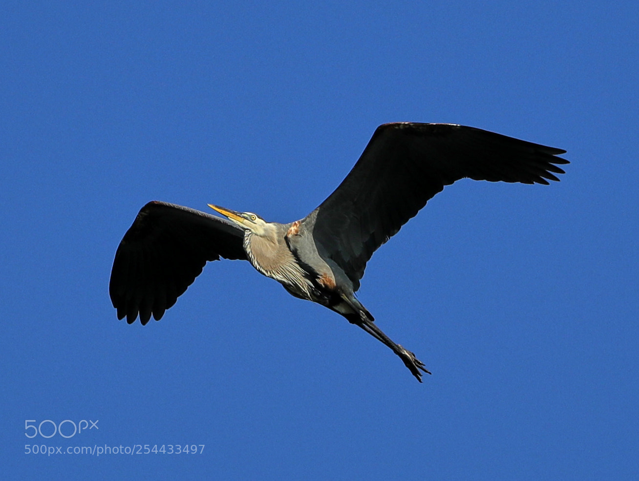 Canon EOS-1D X Mark II sample photo. 04-20-18-0013698.jpg photography