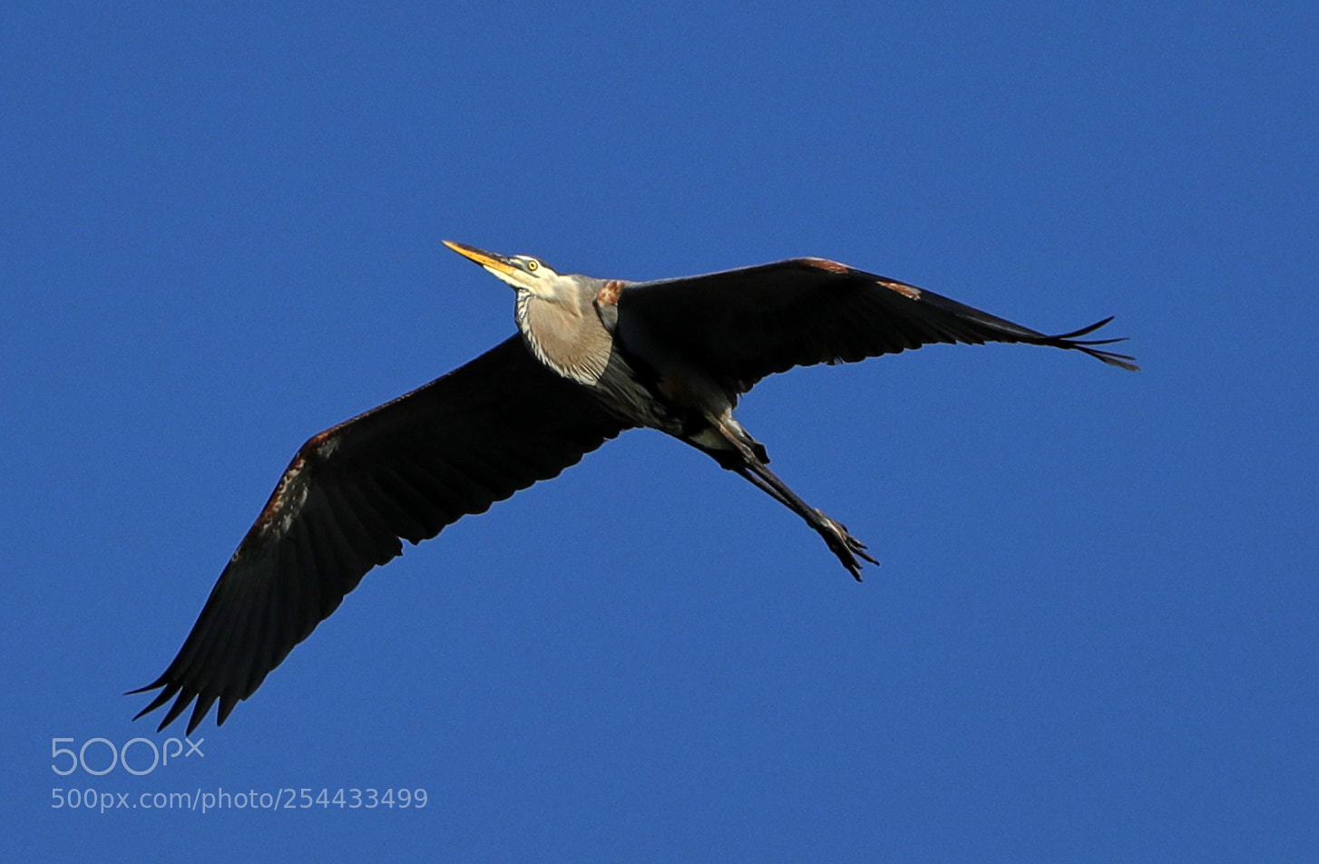 Canon EOS-1D X Mark II sample photo. 04-20-18-0013697.jpg photography