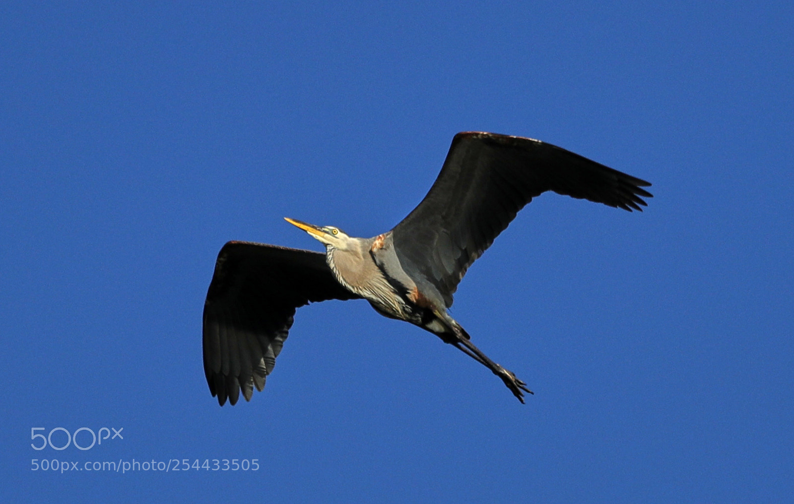 Canon EOS-1D X Mark II sample photo. 04-20-18-0013696.jpg photography