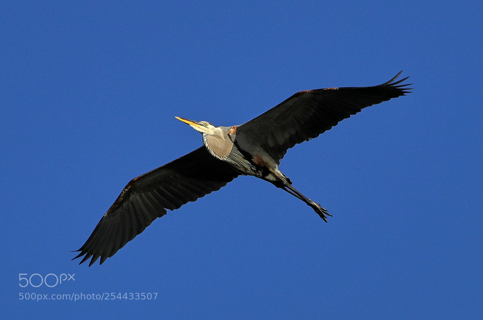 Canon EOS-1D X Mark II sample photo. 04-20-18-0013695.jpg photography