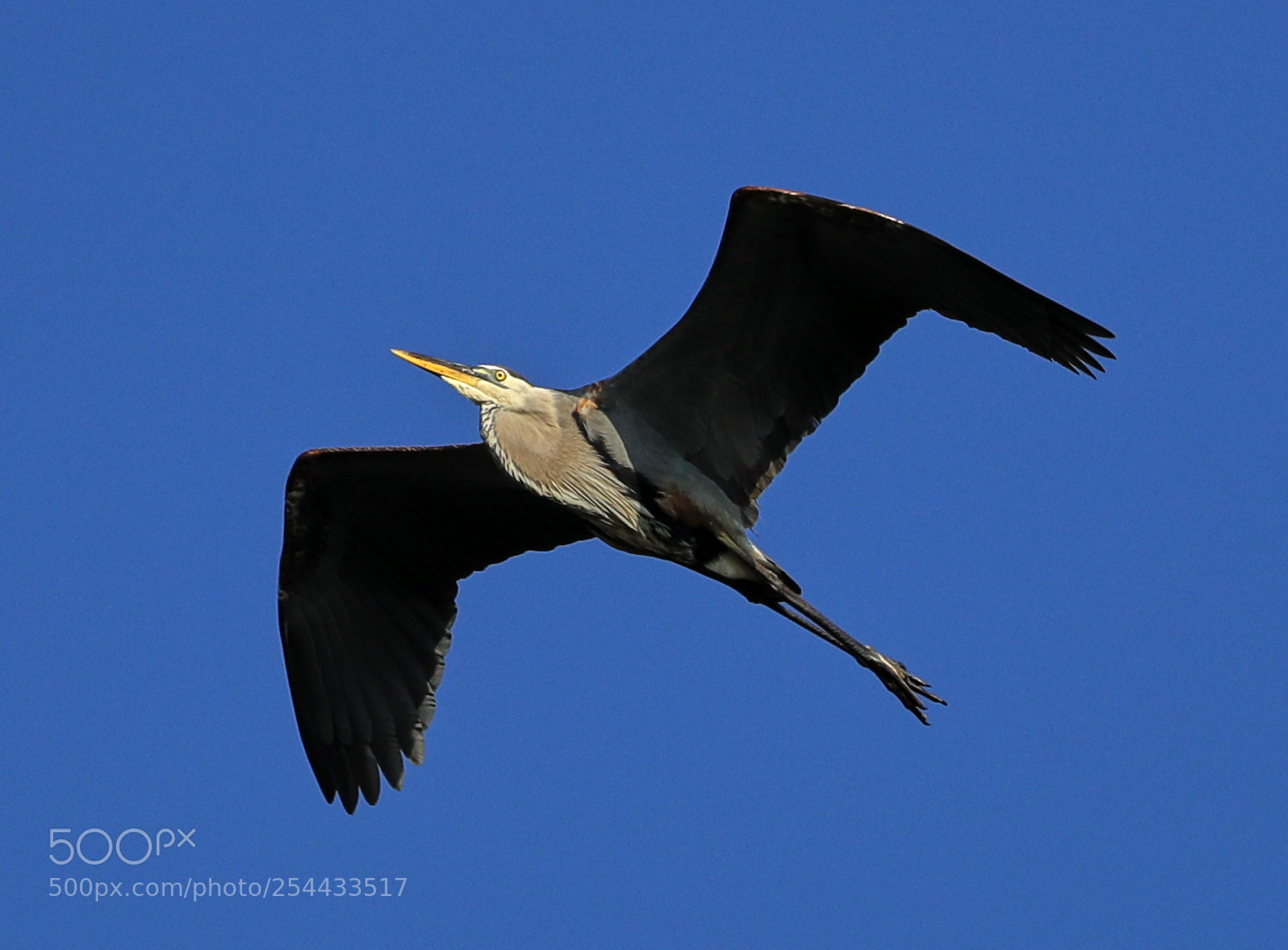 Canon EOS-1D X Mark II sample photo. 04-20-18-0013694.jpg photography