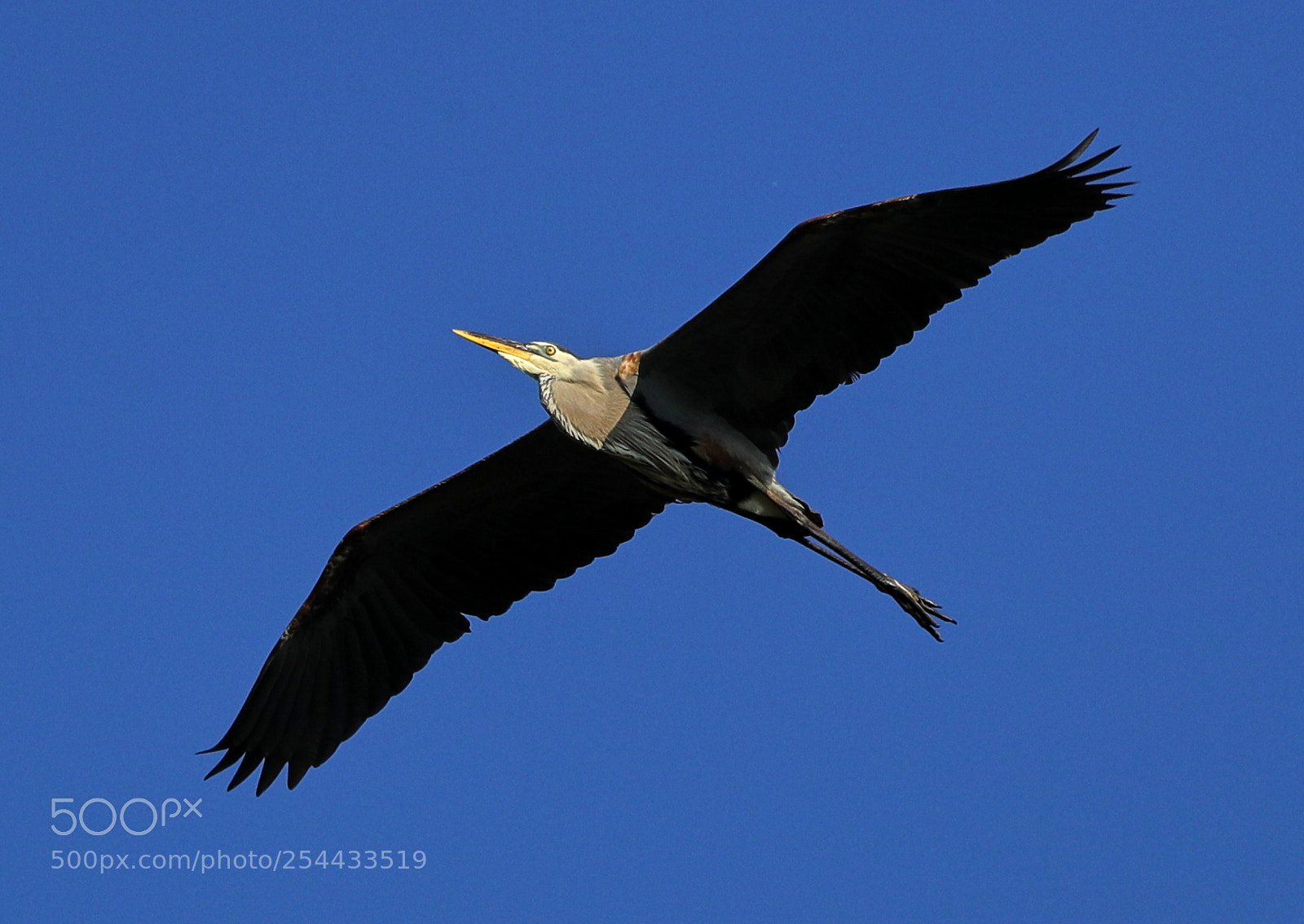 Canon EOS-1D X Mark II sample photo. 04-20-18-0013693.jpg photography