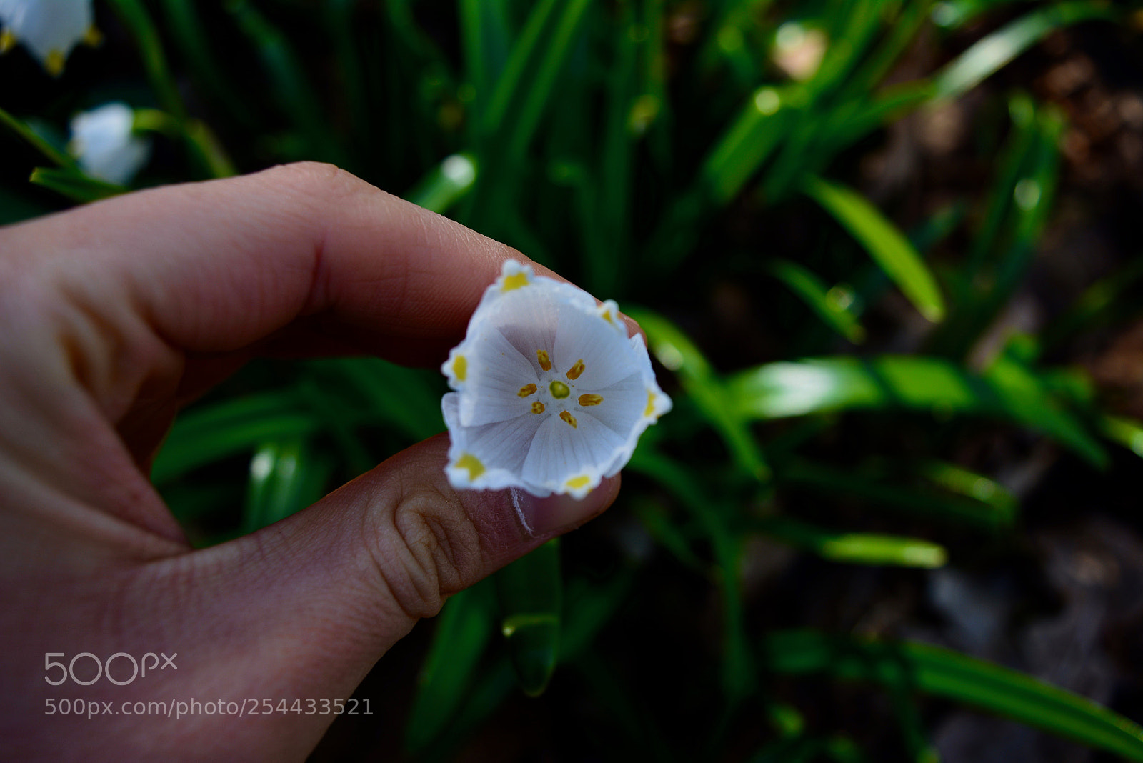 Nikon D5200 sample photo. Little flower between my photography