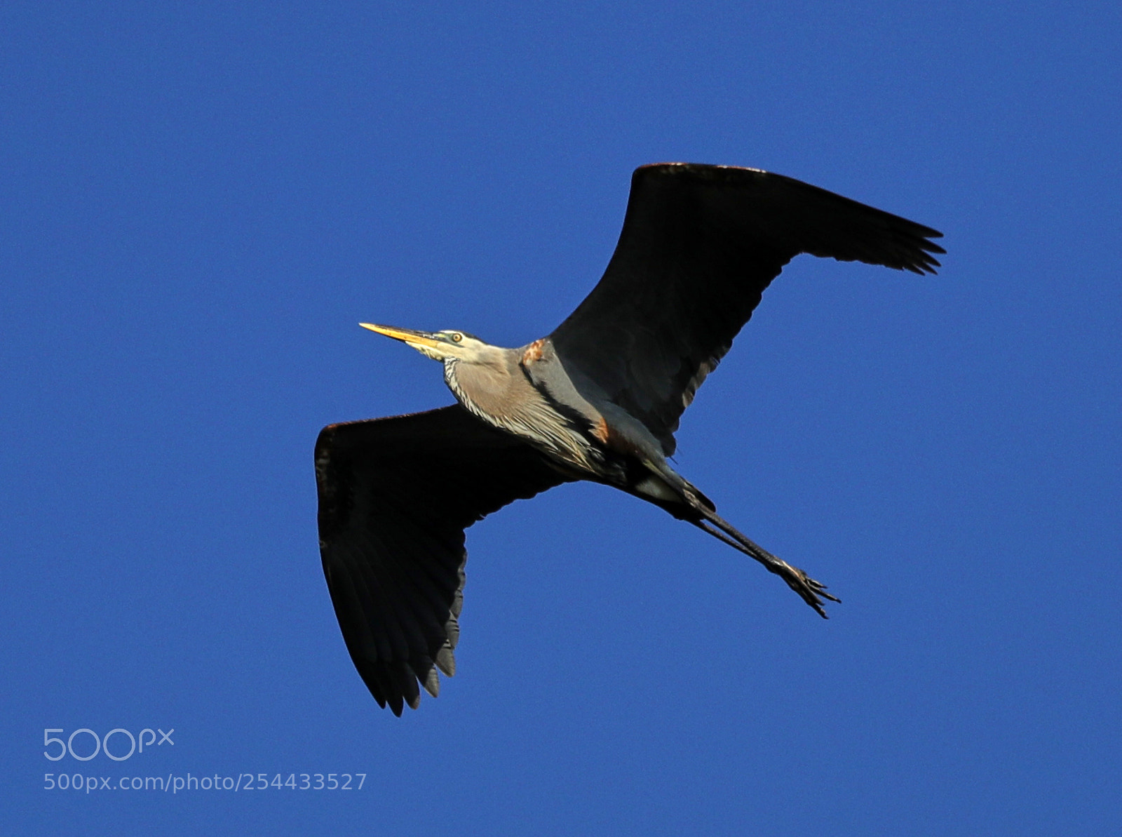 Canon EOS-1D X Mark II sample photo. 04-20-18-0013692.jpg photography
