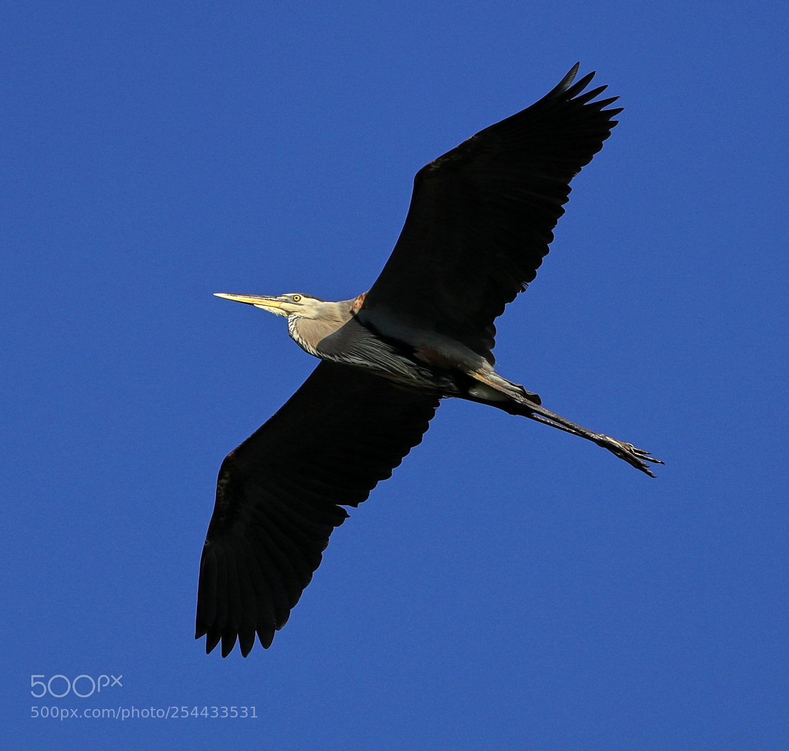 Canon EOS-1D X Mark II sample photo. 04-20-18-0013691.jpg photography