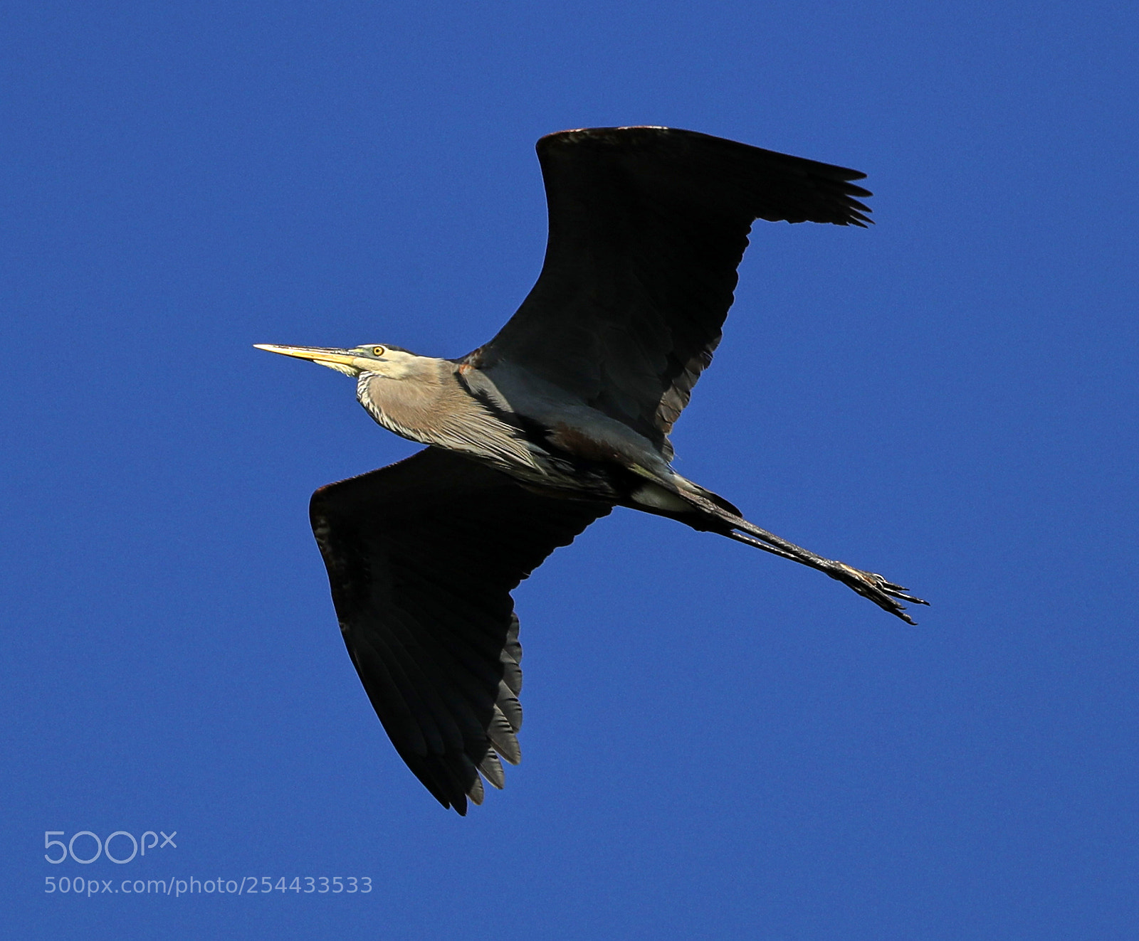 Canon EOS-1D X Mark II sample photo. 04-20-18-0013690.jpg photography