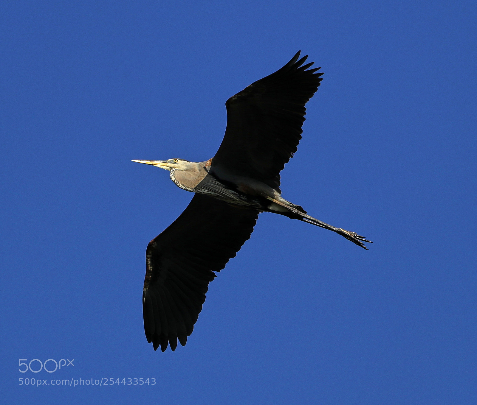 Canon EOS-1D X Mark II sample photo. 04-20-18-0013689.jpg photography