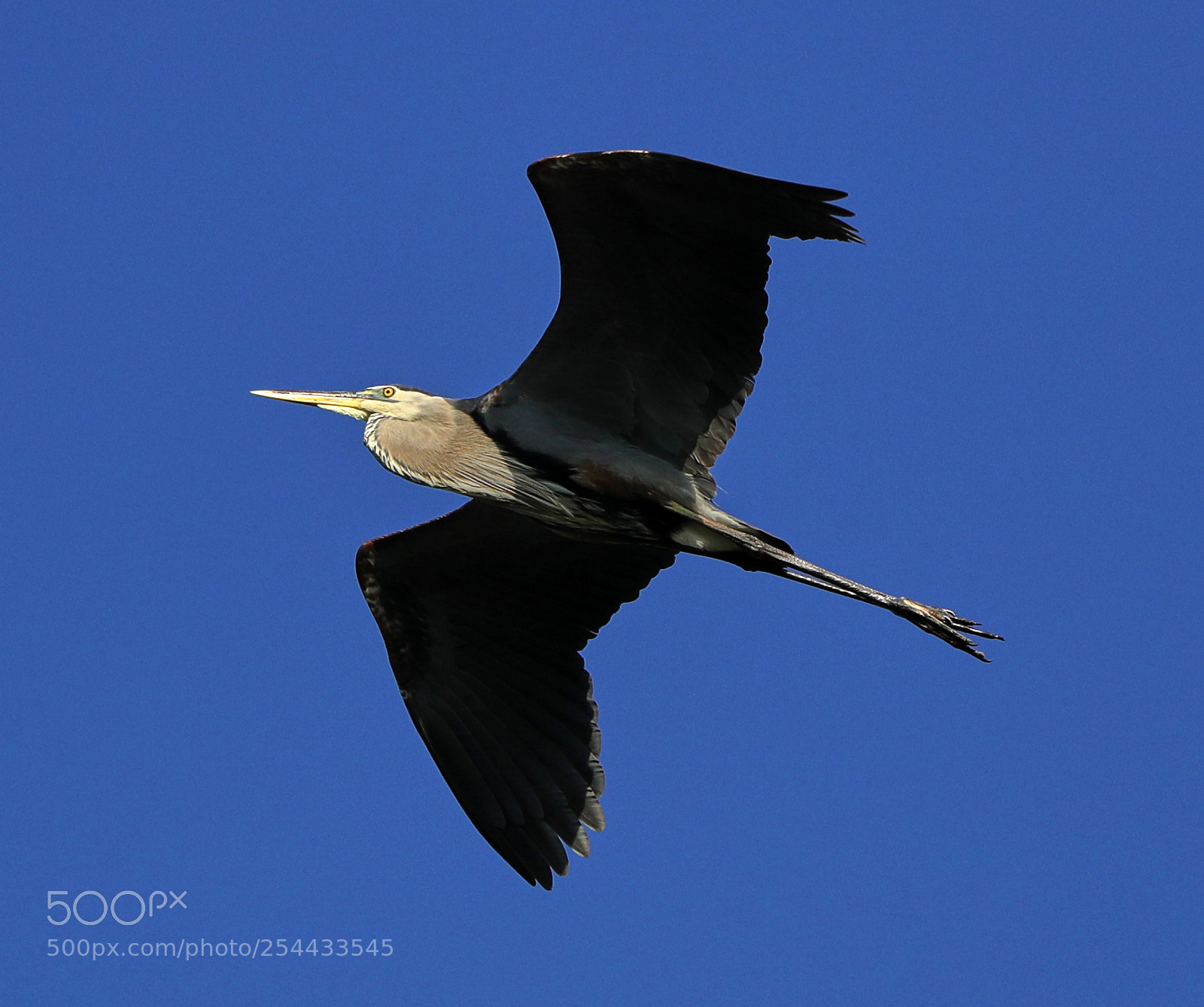 Canon EOS-1D X Mark II sample photo. 04-20-18-0013688.jpg photography