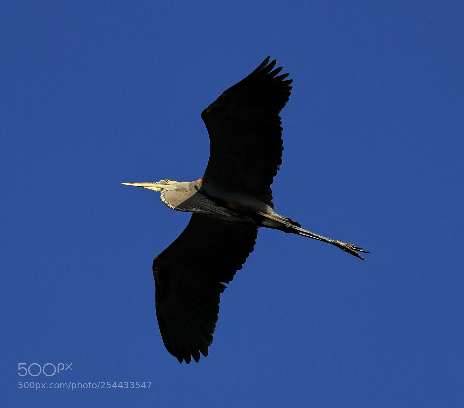 Canon EOS-1D X Mark II sample photo. 04-20-18-0013687.jpg photography