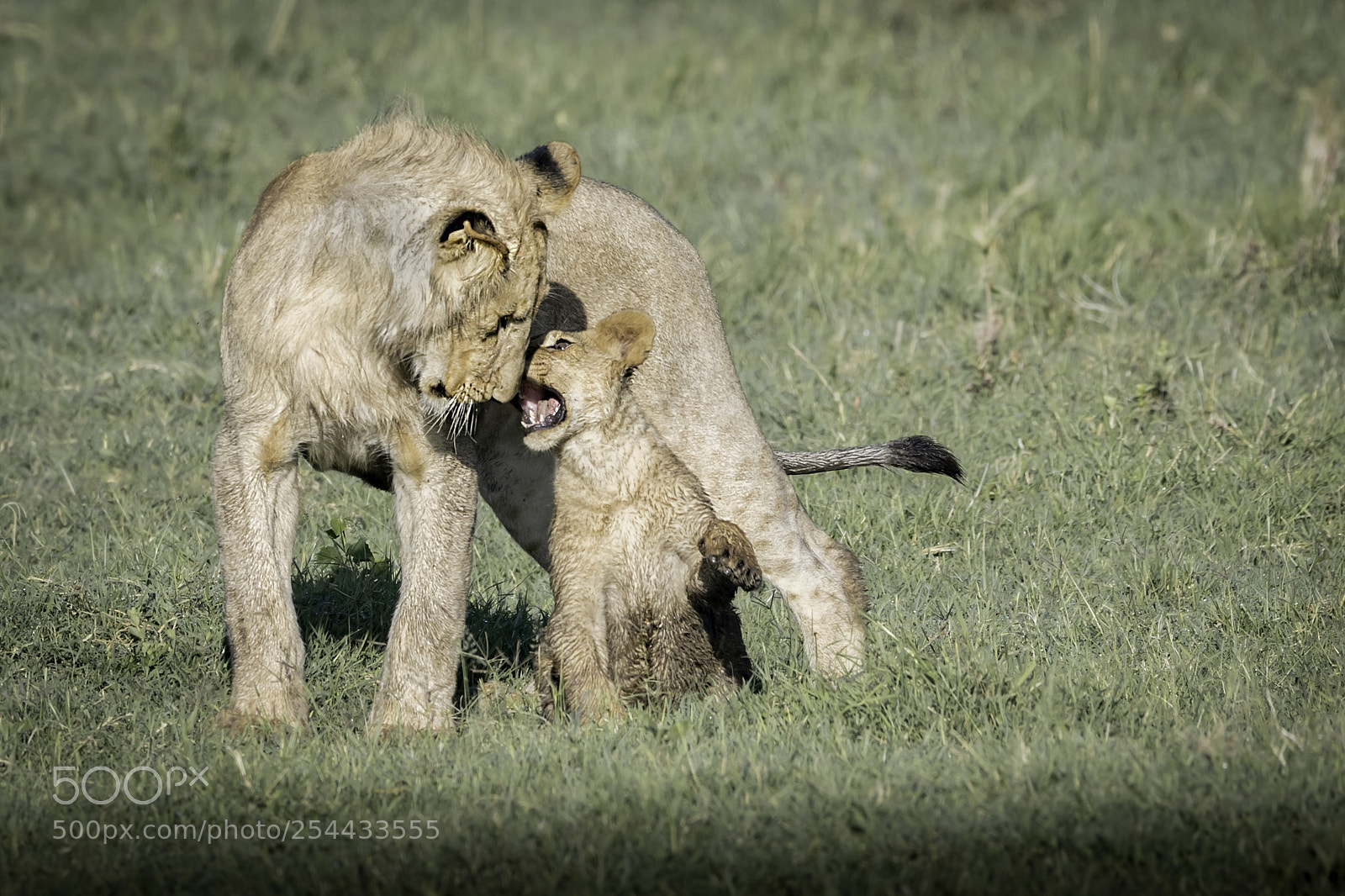 Nikon D5 sample photo. Lion cub photography