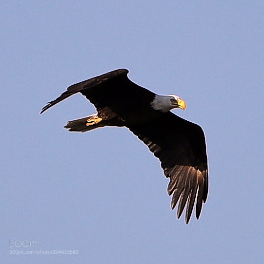 Canon EOS-1D X Mark II sample photo. 04-20-18-0013685.jpg photography