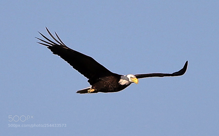 Canon EOS-1D X Mark II sample photo. 04-20-18-0013686.jpg photography