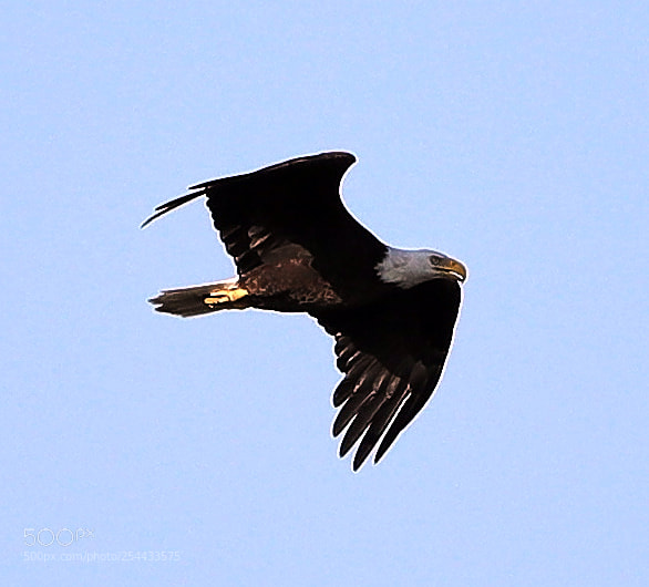Canon EOS-1D X Mark II sample photo. 04-20-18-0013683.jpg photography