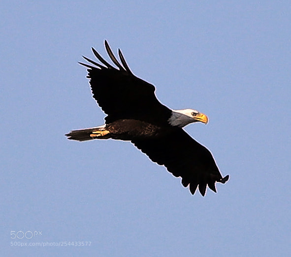 Canon EOS-1D X Mark II sample photo. 04-20-18-0013682.jpg photography