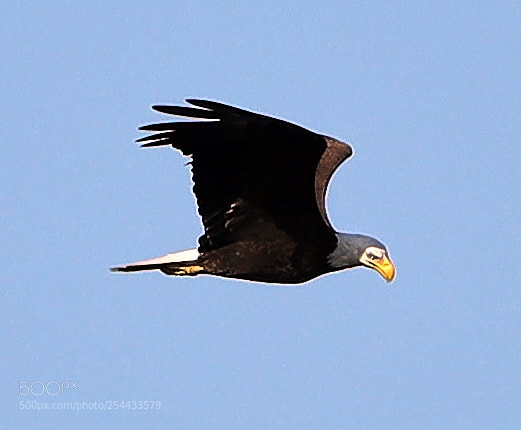 Canon EOS-1D X Mark II sample photo. 04-20-18-0013681.jpg photography