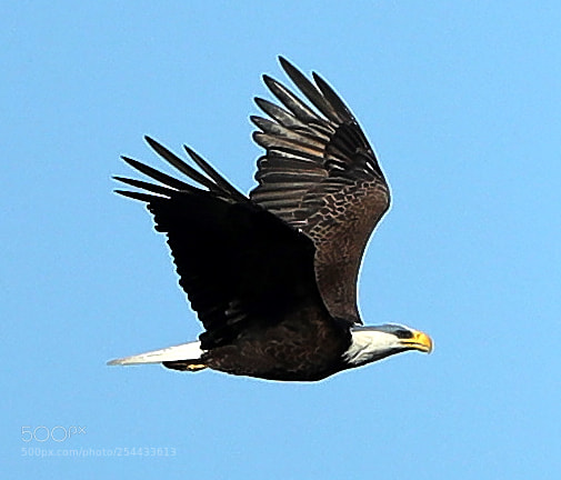Canon EOS-1D X Mark II sample photo. 04-20-18-0013680.jpg photography