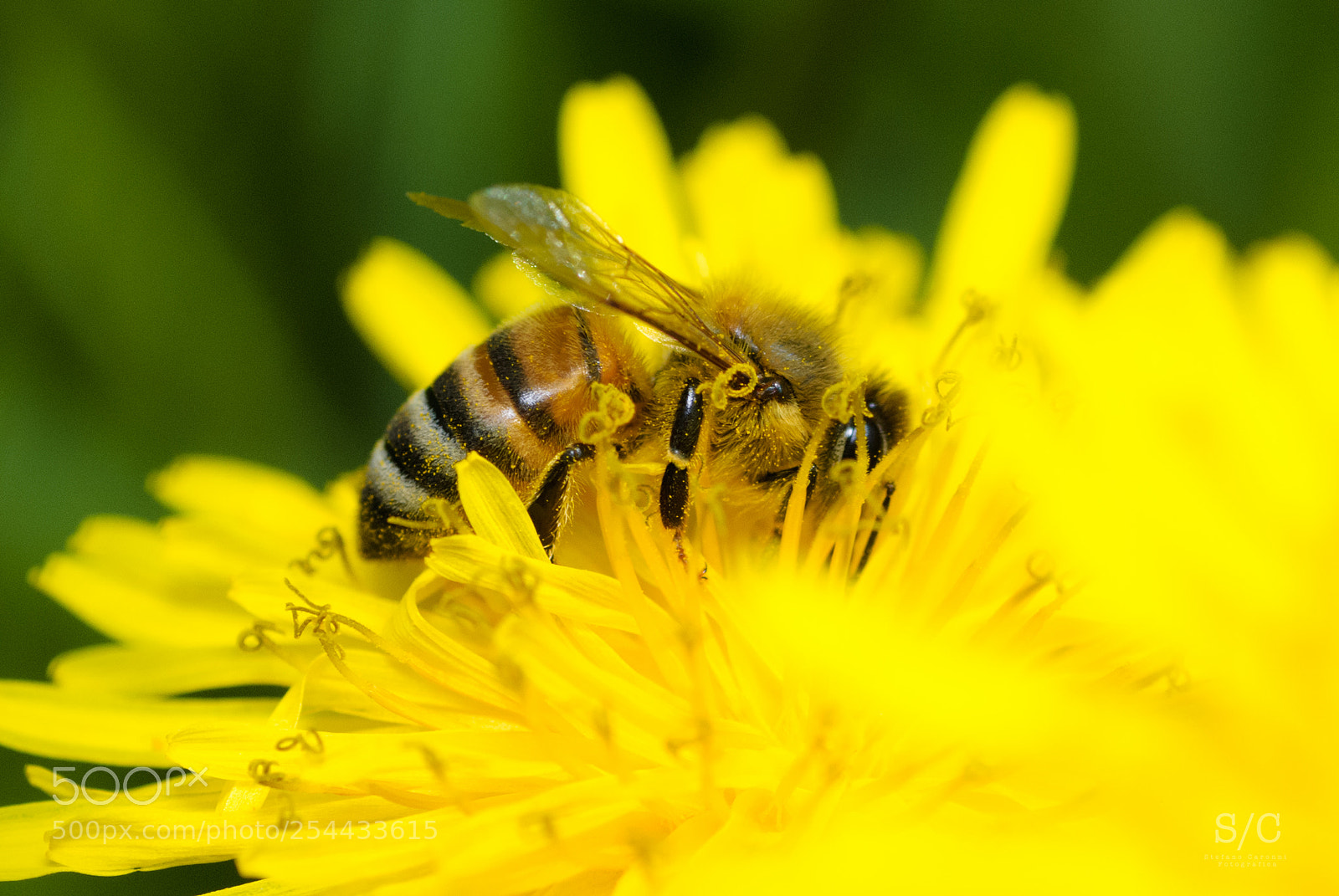Nikon D80 sample photo. Bee #1 photography