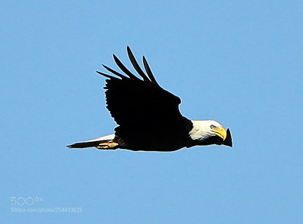 Canon EOS-1D X Mark II sample photo. 04-20-18-0013679.jpg photography