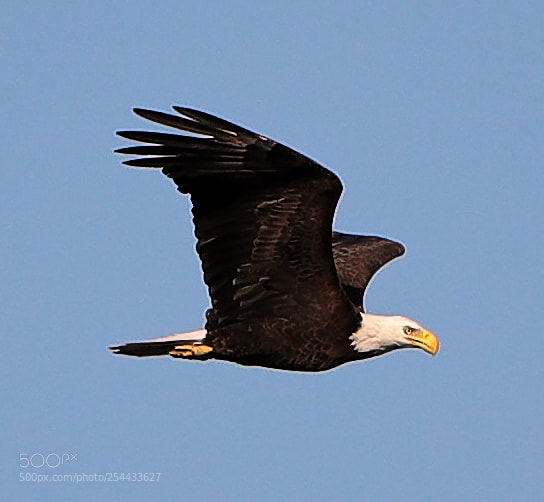 Canon EOS-1D X Mark II sample photo. 04-20-18-0013678.jpg photography