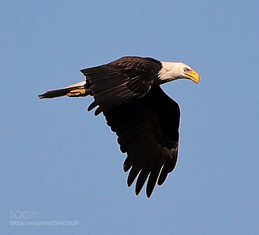 Canon EOS-1D X Mark II sample photo. 04-20-18-0013677.jpg photography